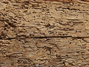 Rotten Old Wood Infested with Woodworm