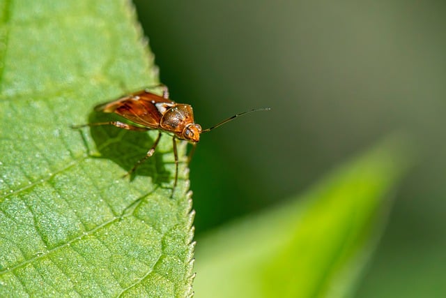 Schildwantsen bestrijden